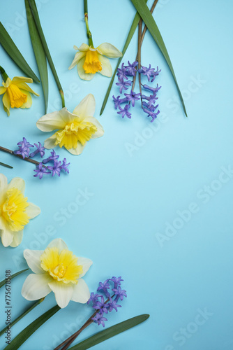 Stylish daffodils and hyacinths flat lay on a blue background. Hello spring, floral banner. Beautiful daffodil bouquet. Happy womens day and Easter concept. 