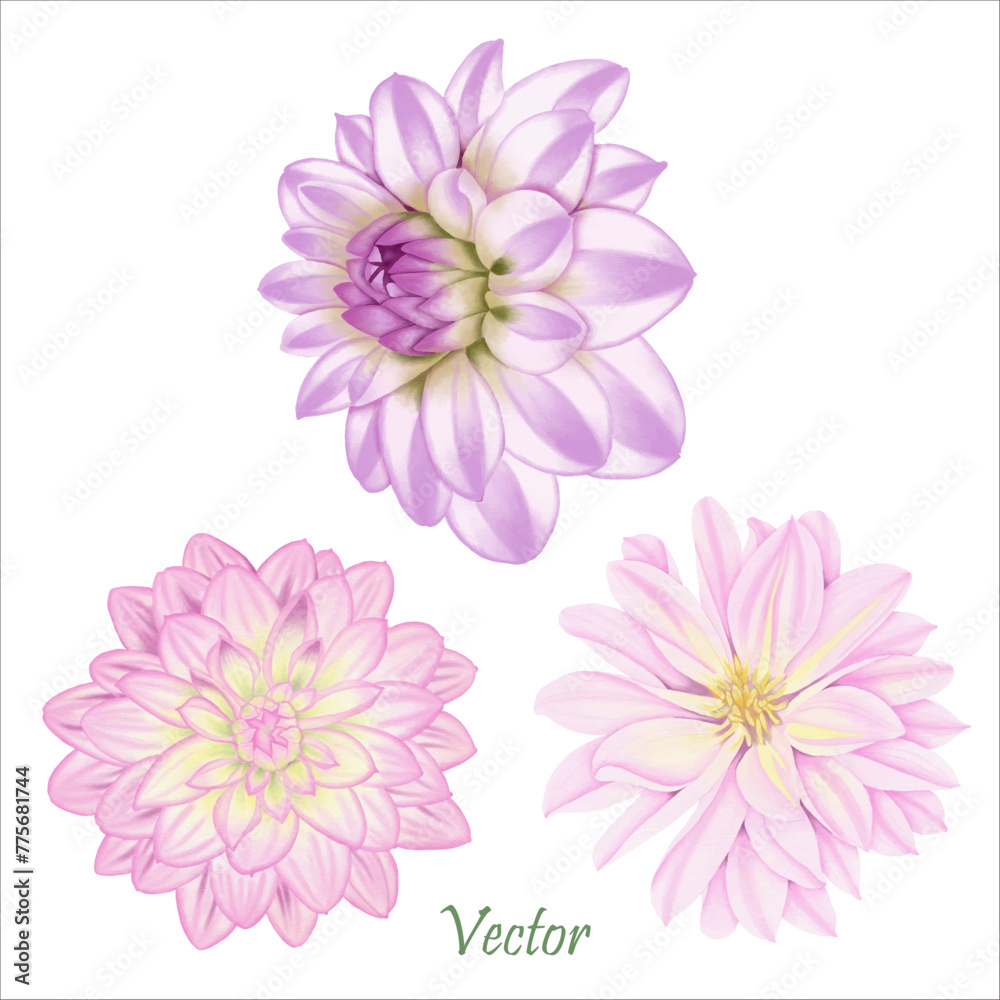 Hand-Drawn Pink Dahlia Blooms - Summer Flower Illustration
