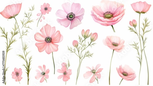 watercolor set with pink anemones, buds, leaves and twigs on a white background, © Kate