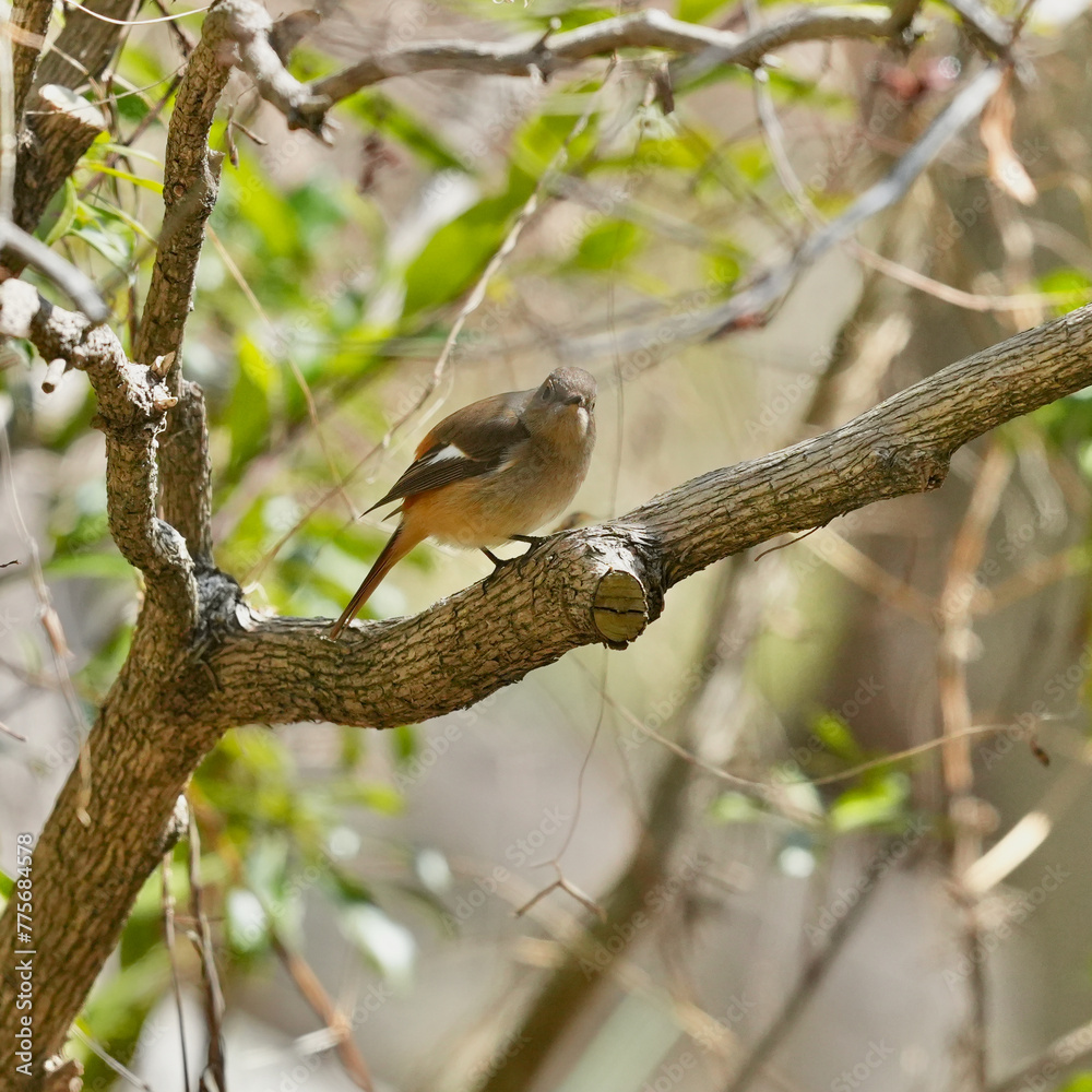 daurian redstart in a forest daurian redstart in a forest
