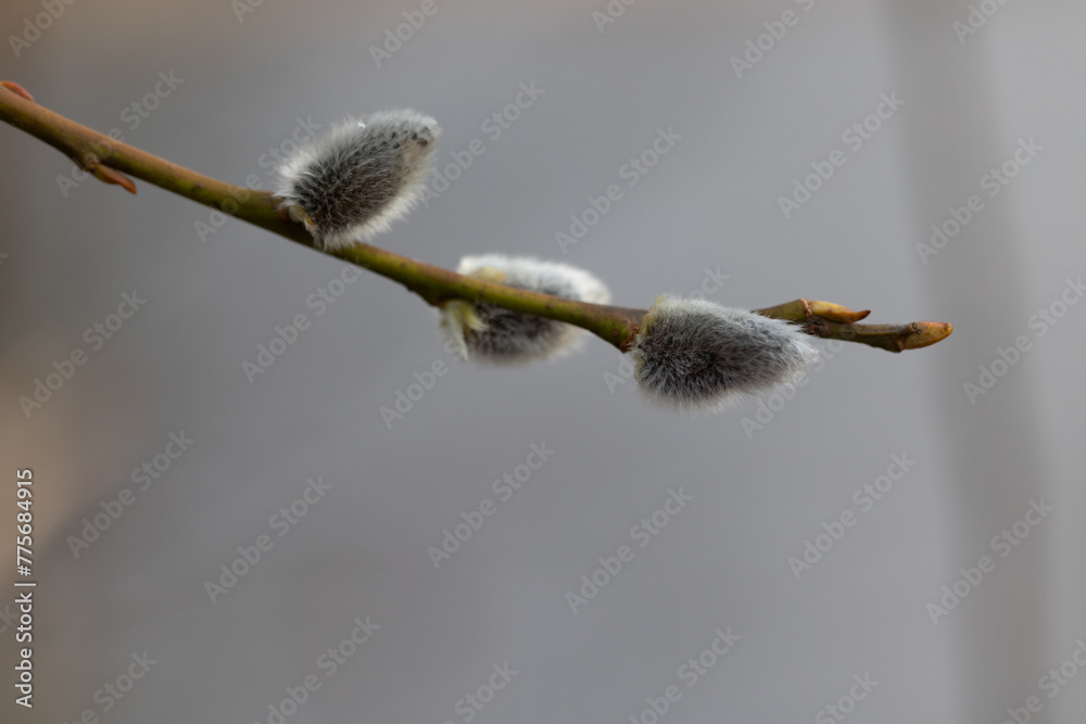 Beautiful tree branches during springtime in Gauja National Park, Latvia. Natural spring scenery of Northern Europe Beautiful tree branches during springtime in Gauja National Park, Latvia. Natural spring scenery of Northern Europe