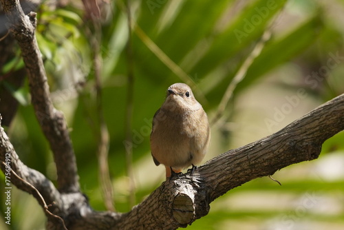 daurian redstart in a forest