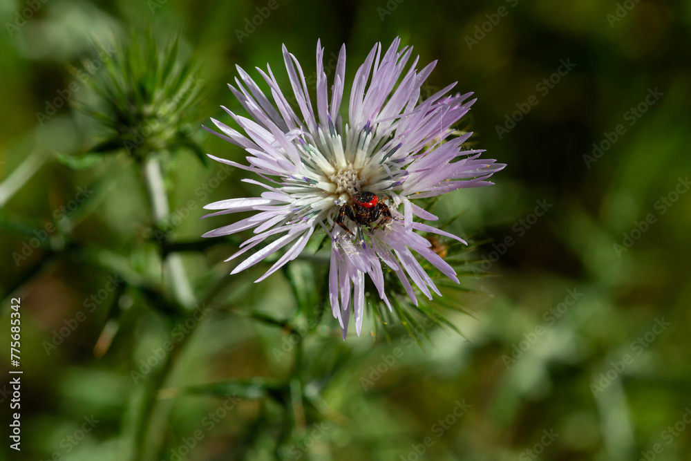 Spider (Salticidae) waiting for prey on a medicinal flower (Galactites tomentosa) close-up Spider (Salticidae) waiting for prey on a medicinal flower (Galactites tomentosa) close-up