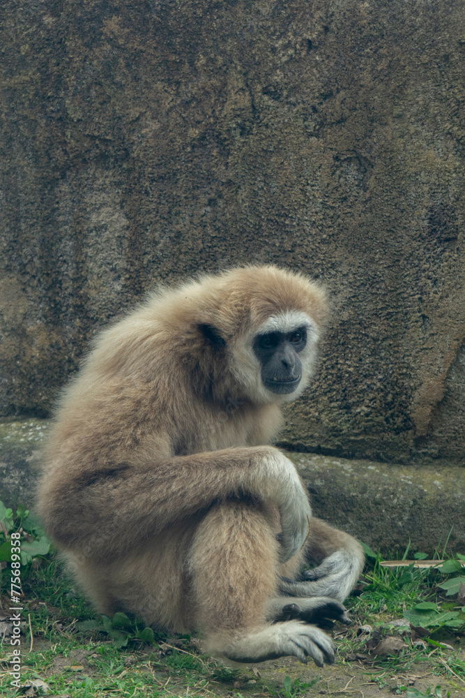 Obraz premium White-cheeked gibbon, Madrid, Spain