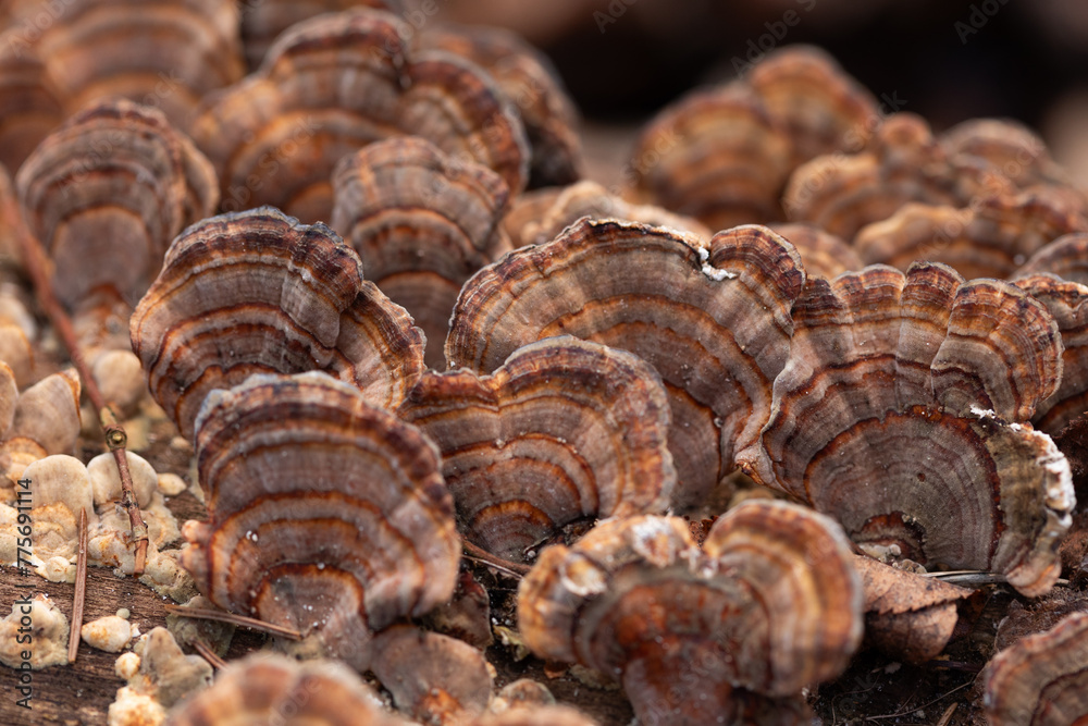 A beautiful close-up of wood decay fungi growing during early spring. A natural scenery of Northern Europe woodlands.