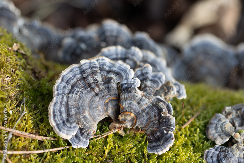 A beautiful close-up of wood decay fungi growing during early spring. A natural scenery of Northern Europe woodlands. A beautiful close-up of wood decay fungi growing during early spring. A natural scenery of Northern Europe woodlands.