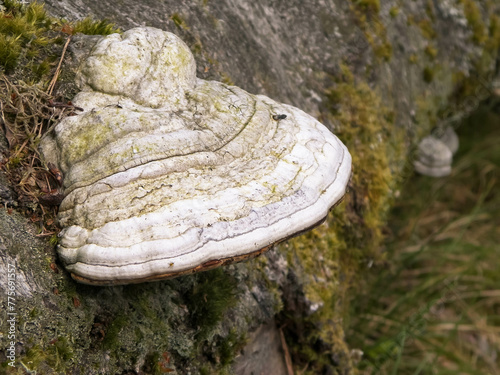 Close up of polypore on tree trunk. photo