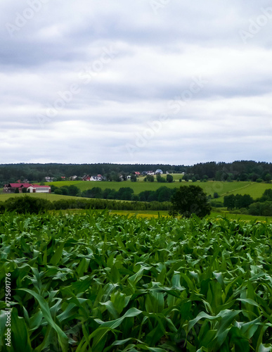 Fields and meadows of Wiezyca. Kashubia Region. Poland photo