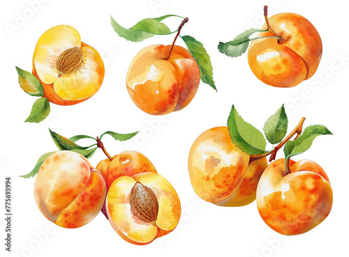 Watercolor Set of Apricot Fruits on White Background