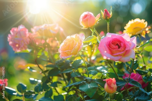 Colorful roses under the sunlight in garden