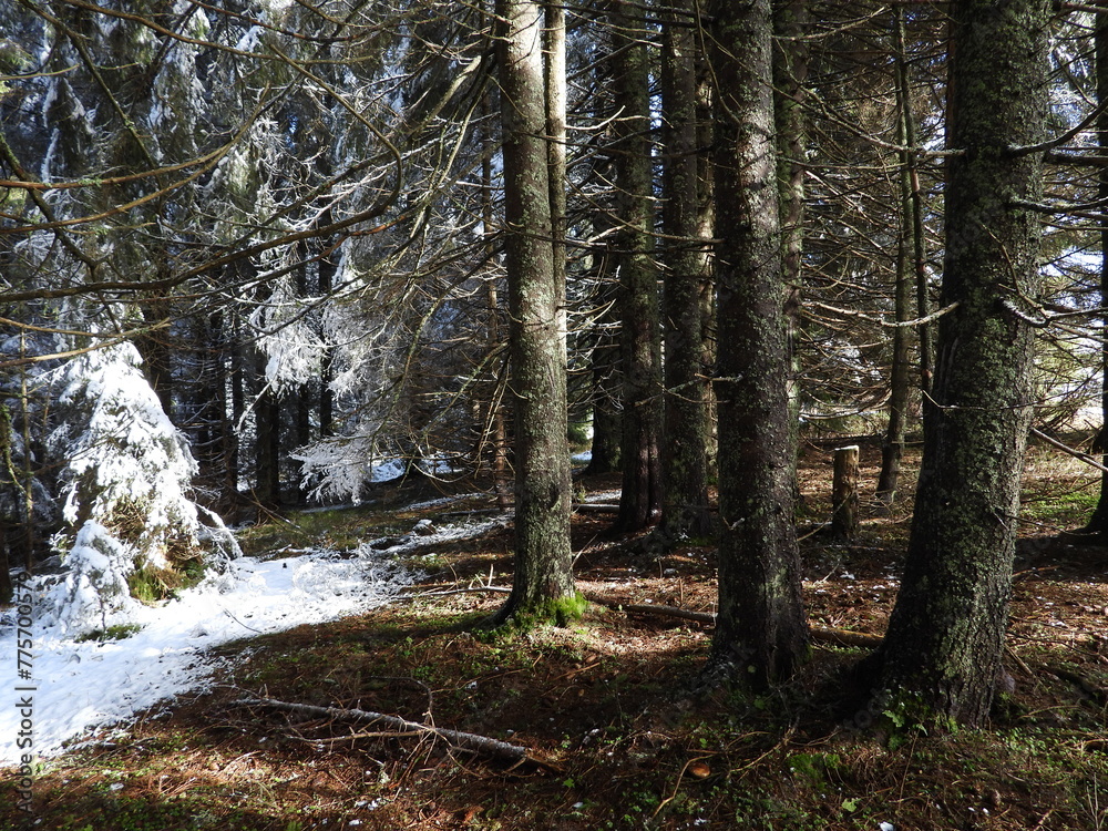 Fototapeta premium Winter young spruce (fir) forest 