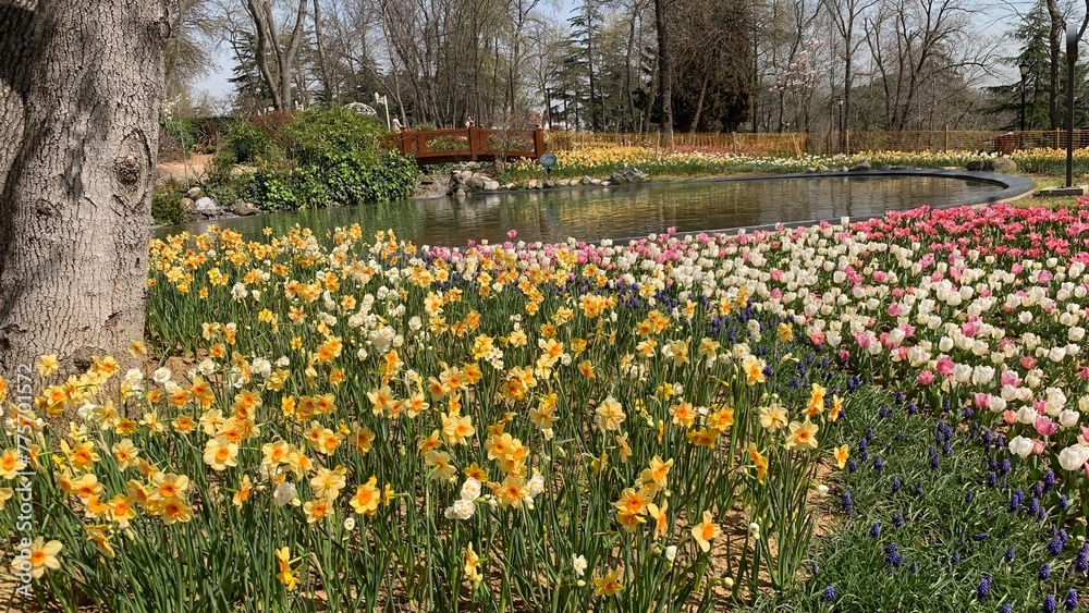 Obraz premium Beautiful spring garden, famous turkish park Emirgan Korusu in Istanbul during tulip festival, Turkey. Outdoor travel background, nature landscape