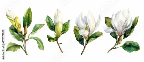 Isolated white background with watercolor botanical illustration of magnolia flowers, a green leaf, spring nature, and floral design elements
