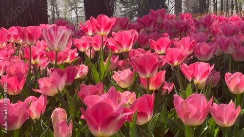 Beautiful spring garden, famous turkish park Emirgan Korusu in Istanbul during tulip festival, Turkey. Outdoor travel background, nature landscape photo