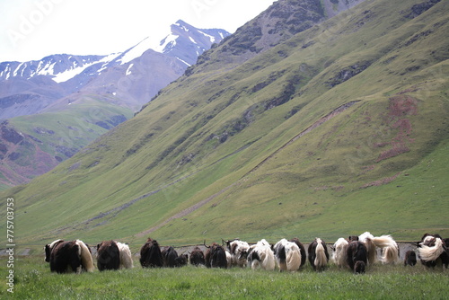 A herd of yaks grazes high in the mountains in the Almta region in Kazakhstan