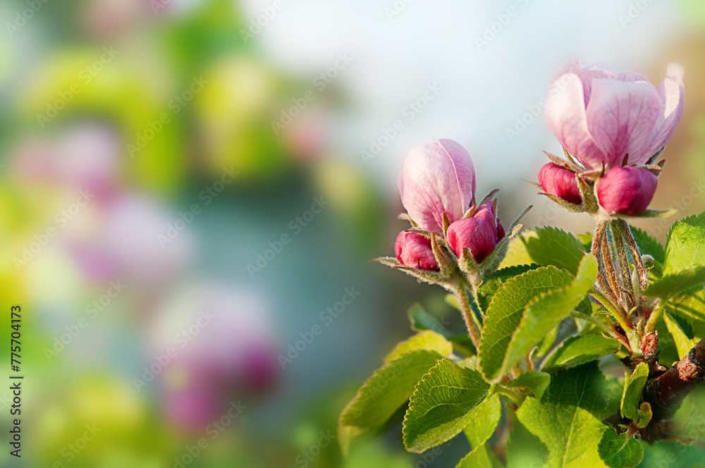 spring branch of a blooming apple tree on the background of nature spring branch of a blooming apple tree on the background of nature