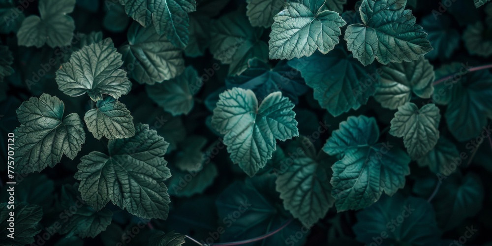 Detailed view of lush green leaves of a plant forming a textured background Detailed view of lush green leaves of a plant forming a textured background