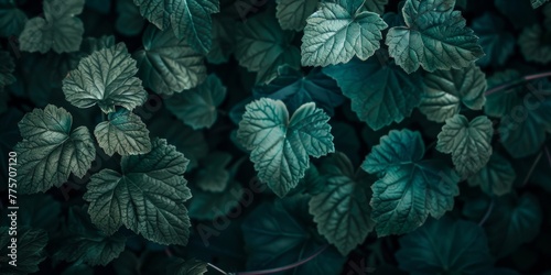 Detailed view of lush green leaves of a plant forming a textured background