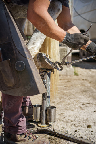 Side view of the farrier prepares the hoof for shoeing. He trims the overgrown hoof wall with nippers.