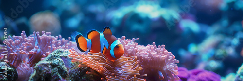 coral reef with nemo fish in sea photo