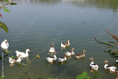 geese family (Chloephaga picta), swimming in a lake in albania photo