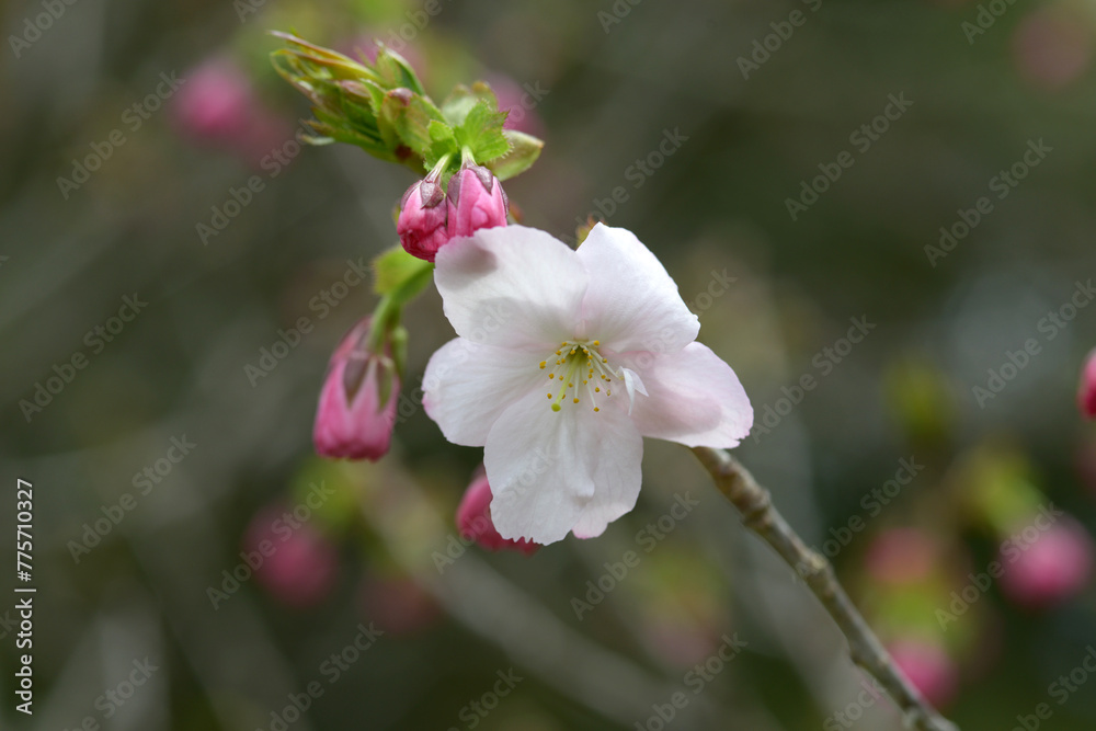 Obraz premium 松前紅豊 桜