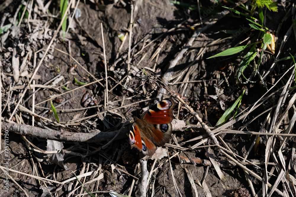 Butterfly Peacock's eye day, Aglais io. Insects, Lepidoptera. Plant pollinator. Butterfly Peacock's eye day, Aglais io. Insects, Lepidoptera. Plant pollinator.