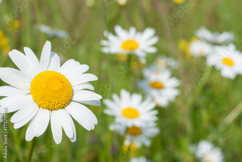 Chamomile field on a sunny day