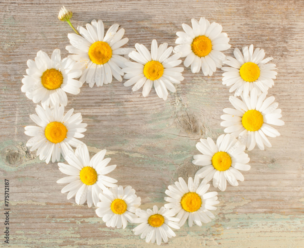 Obraz premium Daisies arranged in the shape of a heart