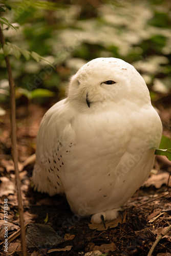 Portrait of a Snowy Owl. photo