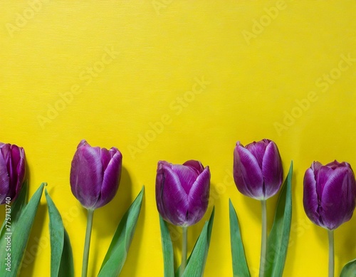 Purple tulips on yellow background