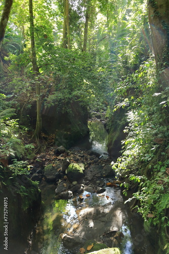 the trees at the Famous dragon bridge in Monkey Forest Sanctuary in Ubud  Bali  Indonesia