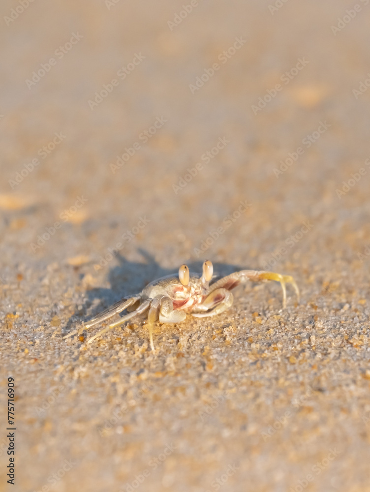 A crab on the beach is running on the white sand. Exotic animals in the resorts of tropical islands. The concept of a beach holiday in the tropics.