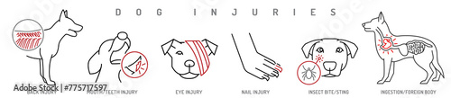 Various types of dog injuries. Back, eye, paw, mouth injury.