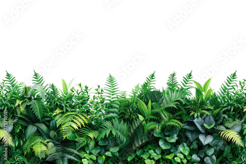 Verdant Veil  A Wall of Lush Greenery Against a Serene White Background. White or PNG Transparent Background.