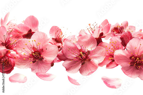 Bouquet of Blushing Blooms  A Group of Pink Flowers on a White Canvas. White or PNG Transparent Background.