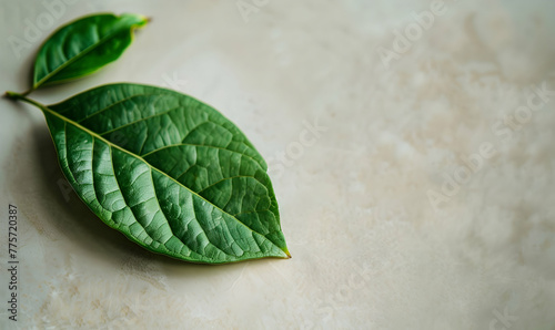 Green leaf with copy space using as background or wallpaper nature concept