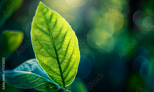 Green leaf with copy space using as background or wallpaper nature concept