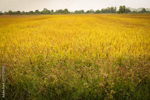 Rice field. Ripe rice field and sky landscape on the farm © Elena_Alex