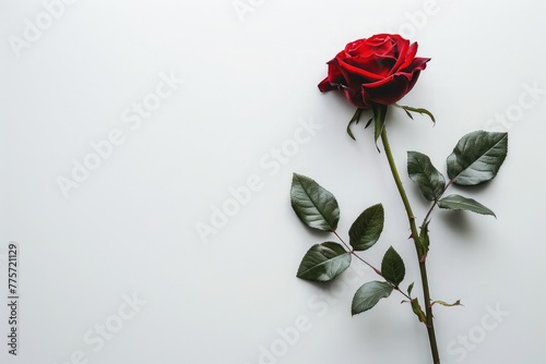 red rose on white background