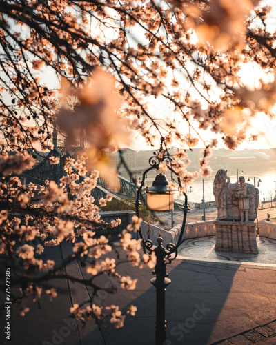 Beautiful Liberty Bridge with almond blossom in Budapest, Hungary