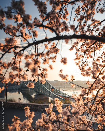 Beautiful Liberty Bridge with almond blossom in Budapest, Hungary