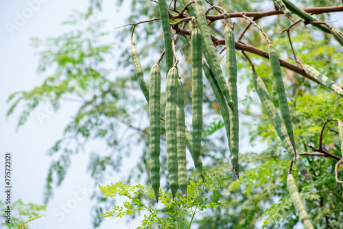 Moringa oleifera tree in bloom with drumstick fruits medicinal plant photo
