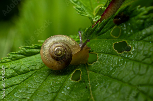 On a cloudy summer day, in a thicket of grass, a small light brown snail crawls along a green leaf, leaving a trail behind it.
