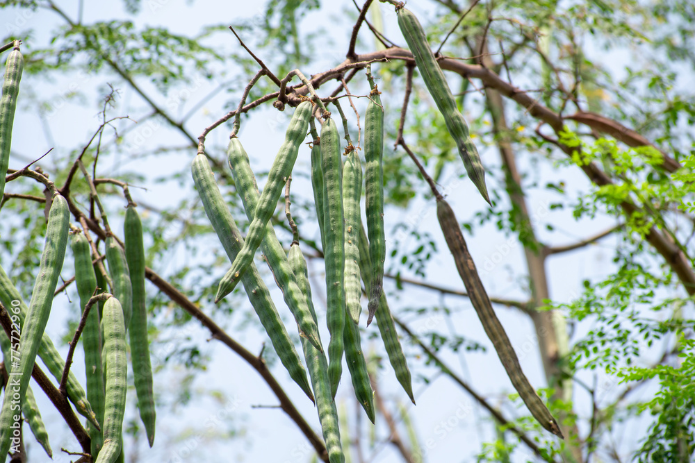 Moringa oleifera tree in bloom with drumstick fruits medicinal plant Moringa oleifera tree in bloom with drumstick fruits medicinal plant
