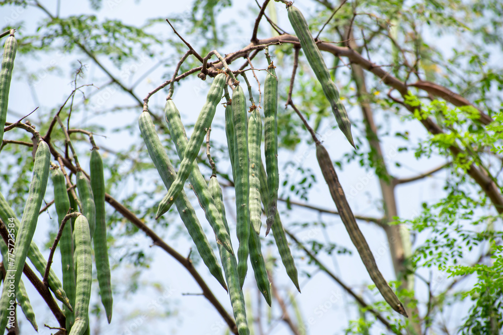 Moringa oleifera tree in bloom with drumstick fruits medicinal plant Stock Photo Adobe Stock