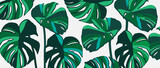 Bright summer green tropical vector background with monstera leaves.