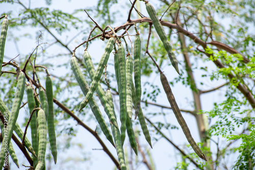 Moringa oleifera tree in bloom with drumstick fruits medicinal plant