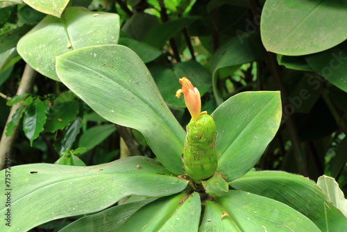 Close-up of Stepladder ginger (Costus malortieanus) in tropical garden in Bali, Indonesia photo