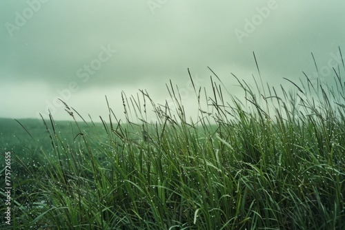 Field of tall green grass covered with dew